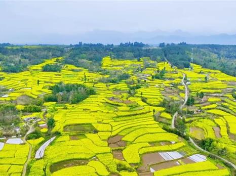 乡村振兴看北川 | 走走走！去北川，“含春量”100%（送九皇山、药王谷门票）